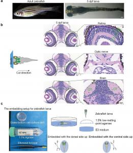 Optic neuropathies including glaucoma, traumatic injury, ischemic damage, and optic neuritis, are the leading causes of irreversible blindness worldwide; however, effective treatments for optic nerve repair remain elusive despite decades of research Fig 1. Histological and cellular characterization of zebrafish larval development.