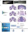 Zebrafish study highlights contralateral eye’s key role in visual function recovery