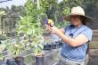 Everglades Farm Leads Demand for Dwarf Tropical Fruit Trees, Redefining Sustainable Gardening