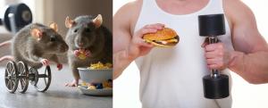 The metabolic tug-of-war: Exercise versus ultra-processed diet.