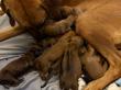 Rhodesian Ridgeback Puppies For Sale Save Rhodesian Ridgeback Breeders Family Ranch