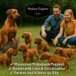 Rhodesian Ridgeback Puppies For Sale in 2026 Save Endangered Animals