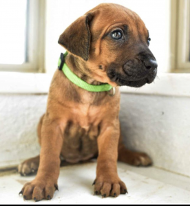 Rhodesian Ridgeback Puppies for sale 2026 2027 now