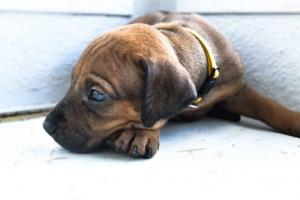 Rhodesian ridgeback puppies for sale 2026 2027 texas 2028 now