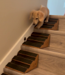 Confidence‑Tread StairWedge Debuts: Enhanced Traction for Pets on the Move