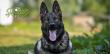 Specialty Dog Training Sets the Standard as Demand Grows for Elite Protection Dogs Nationwide