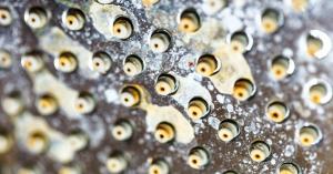 Texas needs more water. The state has the 3rd largest population growth in the country at 1 Hard water causes calcium deposits on faucets