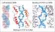 No longer controversial: a new biological role for Z-DNA in cells