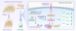 Understanding Jaw Growth: Key Gene Axis Controls Postnatal Condyle Development