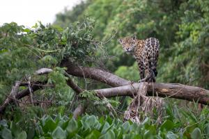 Jaguar