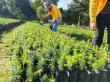 A Forest Reborn: Landmark Effort Restores Monarch Butterfly Habitat