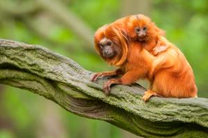 Lion Tamarin