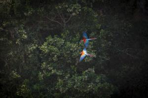Two Arara flying in the Atlantic Forest in Brazil