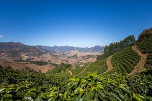 Coffee Cultivation Araponga, Minas Gerais Brazil