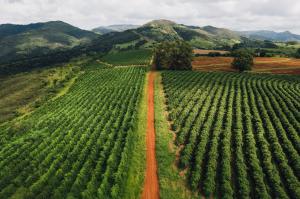 Rural road between coffee plantations, MG, Brazil