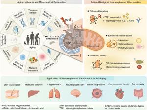 Diagram showing the relationship between aging and mitochondrial dysfunction, featuring nanoengineered mitochondria design and their role in anti-aging and cellular repair applications.