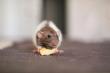 Ready for a Rat-free Home? Trusted Rat Control with the Optimum Solution is here