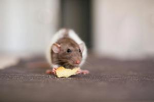 Rat control in Long Island