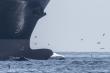 Protecting Blue Whales and Blue Skies Becomes State Law in one of the World’s Biggest Economies