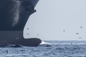 Dolphins swim in bow wave of a large shipping vessel in the Santa Barbara Channel