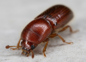 As Sacramento's iconic Mediterranean oak borer