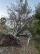 Golden Roots Tree Care Urges Sacramento Homeowners to Prepare for Winter Storms; Free Tree Risk Assessment Guide