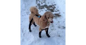 dog leggings for snow