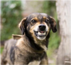 Sasha’s Pet Resort announced that in response to the growing demand for reliable information regarding the prevention of dog bites, the top ten tactics as experienced by Sasha’s were released Snarling dog