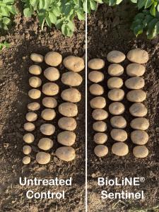 Side-by-side Image of Potatoes Comparing Sentinel Treated with Control