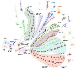 A global consortium of scientists has created the first and most detailed “developmental maps” of the mammalian brain (from mouse to human) to date, taking the first critical steps in unraveling the mystery of early brain development and the vital role it plays in health and disease