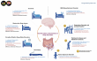 Research Establishes Gut Microbiota as Key Factor in Sleep Regulation and as a Novel Target for Treating Sleep Disorders