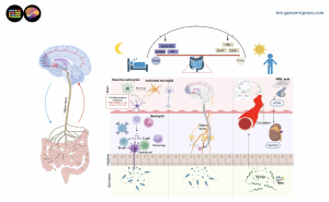 Schematic representation of sleep-microbiome interactions through the microbiota-gut-brain axis.