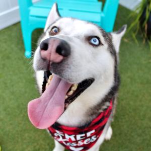 When volunteer Laura Clouden began walking dogs at Pinellas County Animal Services, she saw how much a little time outdoors could mean to them Close-up of Murray, a happy Husky with bright blue eyes and his tongue out, wearing a red plaid bandana that says “Free Kisses,” sitting on green turf in front of a turquoise chair.