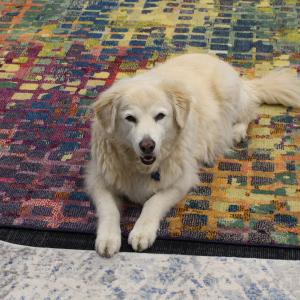 Studio pup Holly