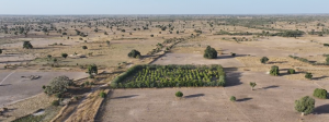 Vue aérienne par drone d’un paysage dégradé au Sénégal : un rectangle vert et luxuriant se détache du sol aride, illustrant la réussite du système LifeTree de Mother Trees.