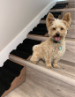 StairWedge Grooved Edition Launches: Secure, Sustainable Ramp for Every Pet