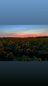 Hereward Farms Sunflower Fields