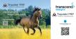 Transcend Biologics Named Exclusive U.S. Distributor of TropoVet® PRP, PRF, IRAP & Gel Regenerative Therapies
