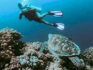 swimming with sea