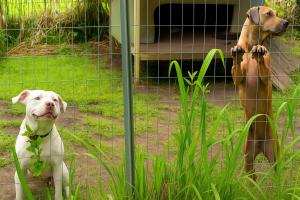 dogs season 14