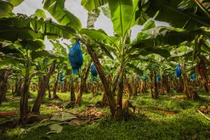 Con el objetivo de prevenir enfermedades y plagas que amenazan la producción de banano, Costa Rica y México coordinan acciones de bioseguridad en el marco del evento XXV Reunión Internacional ACORBAT y X Congreso Internacional del Banano CORBANA, que se celebrará del 20 al 23 de abril de 2026 en Mérida, Yucatán, México, y que reunirá a representantes de 40 países