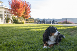 If you have a canine (or feline) companion in your life, or expect to have one in the future, pet-friendly landscape architecture and design may pique your interest