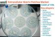 Extracellular Matrix Patches Market Soars: Innovations Driving Breakthroughs in Regenerative Medicine 2025-2032