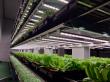 BKCC Introduces a Farmer-Friendly Vertical Farming System That Solves the Labor Crisis