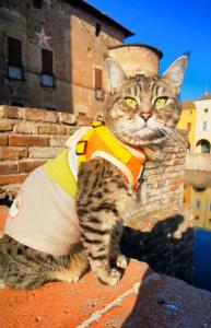 Gigia the Cat standing on the wall of the fortress in the Italian Region of Emilia Romagna, dressed in winter sweater and orange harness