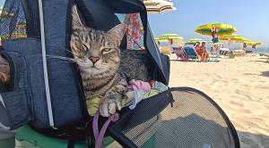 Gigia Travel Cat on the beach