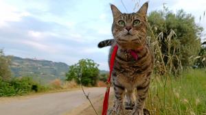 Gigia, una gatta tigrata con occhi verdi, indossa un guinzaglio rosso e posa su un muretto di pietra con le colline abruzzese sullo sfondo. Sguardo fiero, orecchie dritte, pronta per l’avventura