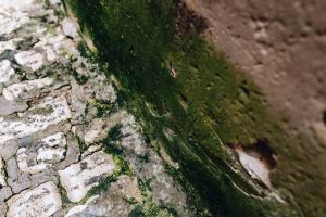 Grünalgen an Fassaden