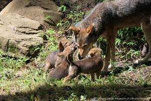 Martha and Pups