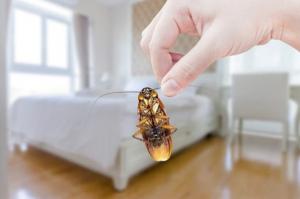Cockroach Pest Control in Long Island